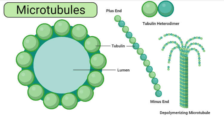 Microtubules