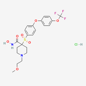 N-hydroxy-1-(2-methoxyethyl)-4-[4-[4-(trifluoromethoxy)phenoxy]phenyl]sulfonylpiperidine-4-carboxamide;hydrochloride